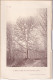 La Sauvagère (Orne 61) Le Hêtre De L'Etau + La Cépée De Hêtre De La Forêt D'Andaine Photographiés 11 Avril 1897 CARTE - Otros Planes