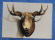 CPM Fantaisie à Système Yeux Mobiles - Tête De Cerf Taxidermée - Carte Publicitaire Avec Quelques Imperfections - A Systèmes