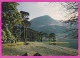 291195 / United Kingdom England  - Buttermere Pines , Cumbria Are Lakelan's Most Famous Trees Lake Mountain Nature PC  - Buttermere