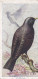 40 Starling   -   Carreras Cigarette Card Birds Of The Countryside, 1939 - Player's