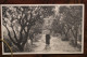 1940's Carte Photo St Saint Paul De Vence Animée Allée D'orangers Cpa Ak - Saint-Paul