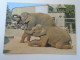 ZA441.5  CPM AK  - Indian Elephant  -1986 Hungarian Postcard - Éléphants