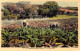 BELGIQUE - ROCHEHAUT FRAHAN SUR SEMOIS - Les Plantations - Edit Bridoux Delogue - Carte Postale Ancienne - Sonstige & Ohne Zuordnung