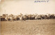 Delcampe - LOT DE 42 CARTES PHOTO -1934 / 1937 - CHEVAUX DE COURSE- HIPPODROME DU CAIRE EGYPTE - 5 - 99 Cartes