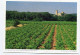 AK 131388 FRANCE - Weingärten Von Chateauneuf-du-Pape - Chateauneuf Du Pape