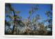 AK 131503 AUSTRALIA - Victoria - Urwald Bei Lake Wartook In Den Grampians - Grampians