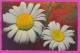 291545 / Flowers Ромашки Matricaria Recutita Echte Kamille (Matricaria Chamomilla) 1974 PC Russia Photo V. Mashkova - Geneeskrachtige Planten