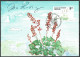 Greenland 2005. Native Edible Plants. Michel  454-456. Maxi Cards Signed. - Cartes-Maximum (CM)
