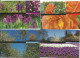 DK GS /MC*4 Blumen - Maximum Cards & Covers