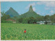 Australia QUEENSLAND QLD Tobacco Farm & GLASSHOUSE MOUNTAINS Kuskopf 181 Postcard C1970s - Sunshine Coast