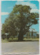 Australia QUEENSLAND QLD Bottle Tree TAMBO Murray Views W9 Postcard 1980s TAMBO Pmk - Other & Unclassified