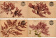 SEA PLANTS ALGUES NATURELLES, HANDMADE, FRANCE, 17 Vintage Postcards (L6230) - Collections & Lots