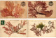 SEA PLANTS ALGUES NATURELLES, HANDMADE, FRANCE, 17 Vintage Postcards (L6230) - Collections & Lots