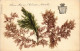 SEA PLANTS ALGUES NATURELLES, HANDMADE, FRANCE, 17 Vintage Postcards (L6230) - Colecciones Y Lotes