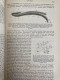 Delcampe - Handbuch Der Histologie Und Histochemie Des Menschen. - Santé & Médecine