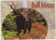 Bull Moose  - (USA) - Taureaux