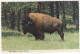 Bull Buffalo Of South Dakota - (USA) - Taureaux