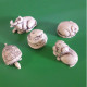 JOUET . JACQUET . 5 FIGURINES . SERPENT . TORTUE . LAPIN . BUFFLE . SINGE - Réf. N°19J - - Andere & Zonder Classificatie