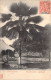 FRANCE - Nouvelle Calédonie - Palmier Eventail - Carte Postale Ancienne - Nouvelle Calédonie