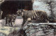 ANIMAUX - Tigres - Carte Postale Ancienne - Tigers