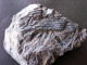 Fossiles  Sigillaria Ovata Plante Du Carbonifère Carboniferous Plant - Fossiles