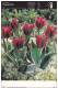 AKEO 91 Esperanto Postcards Tulip Esperanto From The Netherlands - Tulipo Esperanto El Nederlando - Esperanto