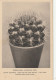 TH3225  --   CACTUS  -- - Cactussen