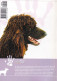 Portugal 1998 Guia Pedagógico Dos Animais De Estimação Cão O Grande Amigo Cuidados E Alimentação N.º 9 Dogs Animal - Práctico