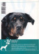 Portugal 1998 Guia Pedagógico Dos Animais De Estimação Cão O Grande Amigo Treinadores Profissionais N.º 17 Dogs - Praktisch