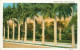 CPA A Row Of Royal Palms,Florida      L2242 - Palm Beach