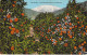 ETATS-UNIS - CALIFORNIA - Old Baldy And Orange Groves - Carte Postale Ancienne - Otros & Sin Clasificación
