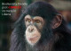 LIBERIA 2023 STATIONERY CARD (REGULAR ONLY) PANDEMIC COVID-19 MONKEY MONKEYS APE APES CHIMPANZEE CHIMPANZE - Schimpansen