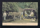 Sp9755 MADEIRA Island Portugal Funchal Pmk Postcard Dog Local Transports Mailed 1910 BadSchneiedeberg - Lettres & Documents
