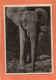 CONGO FRANCAIS.ANIMAL.ELEPHANT.PUBLICITE IONYL PLASMARINE  Achat Immédiat - Autres & Non Classés