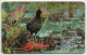 Antigua & Barbuda - Common Moorhen - 104CATA - Antigua Et Barbuda