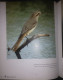 Delcampe - KUWAIT Birds Of Kuwait A Portrait Abdullah F. Alfadhel Ornithology - Altri & Non Classificati