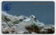 Ascension Island - Fairy Tern - 1CASC - Isole Ascensione
