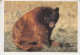 USA  Alaska  Postcard "Black Bear"  Ca Homer  12.3.1997 (BS166A) - Estaciones Científicas Y Estaciones Del Ártico A La Deriva