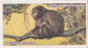 30 Japanese Monkey  - Natural History 1924 - Players Cigarette Card - Original - Player's
