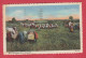 Philippines - Harversing Rice  -1950 ( Always See Reverse ) - Philippines