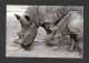 Animaux & Faune  Animaux & Faune > Rhinocéros Noir  Animals Rhinocéros Noir  Photo Prise Zoo De Granby Par David Chapman - Neushoorn