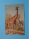 GIRAFFE ( E.B. ) Series N° 125 ( Edit. StZf - Switzerland ) Anno ....! - Jirafas