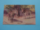 ZEBRAS ( Zoological Gardens London ) C T Howard ( Edit. J. Salmon ) Anno ....! - Giraffes