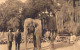 ANIMAUX &FAUNE - ELEPHANTS - Jardin Zoologique Anvers - Carte Carnet - Carte Postale Ancienne - Olifanten
