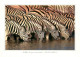 CPSM Zebra-Zébres-South Africa-Beau Timbre     L2257 - Zebre