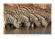 CPSM Zebra-Zébres-South Africa-Beau Timbre     L2257 - Cebras