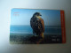 UNITED  ARAB EMIRATES  UAE USED CARDS  BIRD BIRDS - Adler & Greifvögel