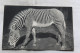 Cpa 1947, Paris 75, Muséum D'histoire Naturelle, Zoo De Vincennes, Un Zèbre De Grévy, Animaux - Zèbres