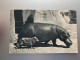 COMITE NATIONAL DE L'ENFANCE HIPPOPOTAME ET SON PETIT PARC ZOOLOGIQUE DU BOIS DE VINCENNES CPA - Flusspferde