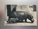 COMITE NATIONAL DE L'ENFANCE HIPPOPOTAME ET SON PETIT PARC ZOOLOGIQUE DU BOIS DE VINCENNES CPA - Ippopotami